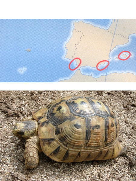 TORTUGA MORA O GRIEGA (Testudo graeca)